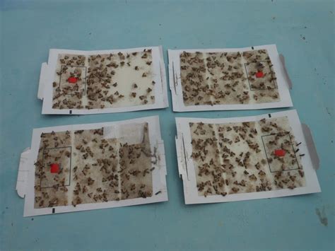 Massive Moth Trapping Success Story - Traps Cleaner Today