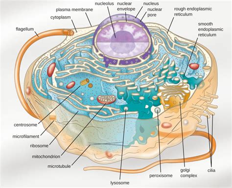 3.4 – Unique Characteristics of Eukaryotic Cells – Microbiology 201