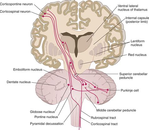 Cerebellar Pathways | Medical anatomy, Brain anatomy, Human anatomy and ...