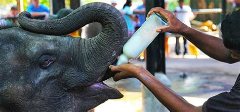 Pinnawala Elephant Orphanage | Must-Visit Kandy Places