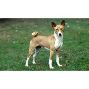 6 Best Basenji Breeders in The USA! (2024)