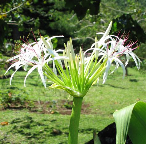 National Tropical Botanical Garden | Crinum asiaticum var. pedunculatum ...