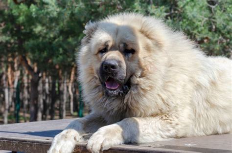 11,100+ Caucasian Shepherd Dog Stock Photos, Pictures & Royalty-Free ...