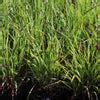 Shenandoah Switch Grasses for Sale | FastGrowingTrees.com