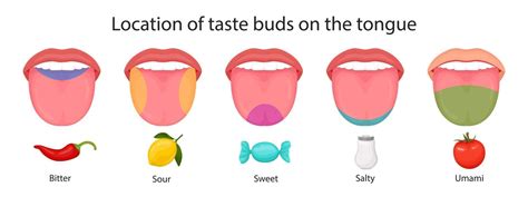 Taste buds of the tongue, sour, sweet, bitter, salty and umami taste. vector illustration ...