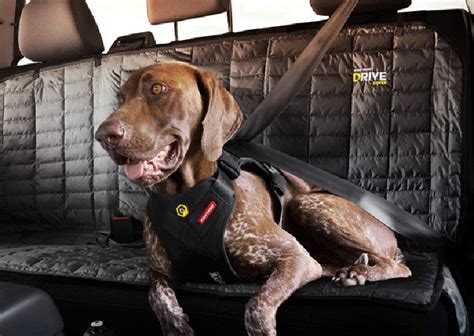 9 Best Dog Car Harness - Top Picks & Buying Guide - WAF