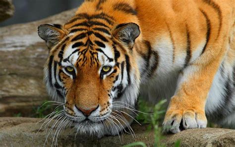 HD Bengal Tiger Background | PixelsTalk.Net