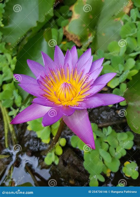 Nil Manel Mala . the National Flower of Sri Lanka Stock Photo - Image ...