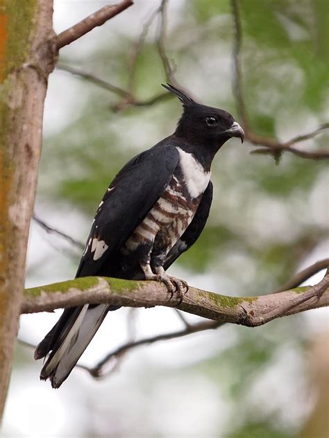 Black Baza | Bidadari. Bird seen in flock of 5 birds. | wokoti | Flickr