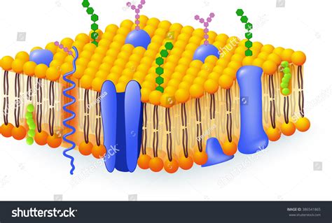 Membrana celular. Modelos de diagrama detallados: ilustración de stock 386541865 | Shutterstock