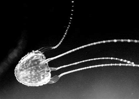 Animals of the world: Irukandji jellyfish