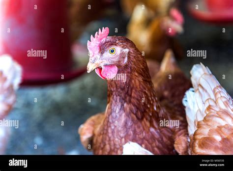 Hen, Chicken eggs in farm Stock Photo - Alamy