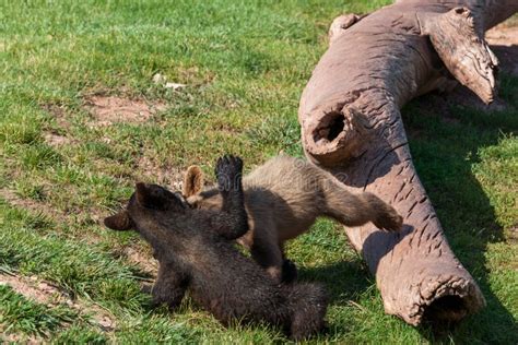 Playing Baby Bears stock photo. Image of rocks, playful - 168261328