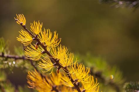 Premium Photo | Larch