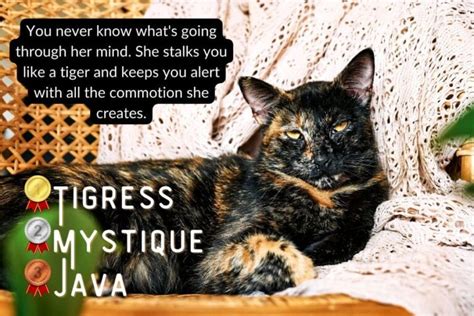 Tortoiseshell Cat Names – 75 Ideas for Your Tortie