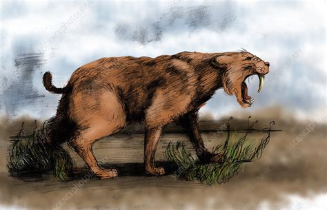 Saber-Toothed Cat - Stock Image - C004/8083 - Science Photo Library