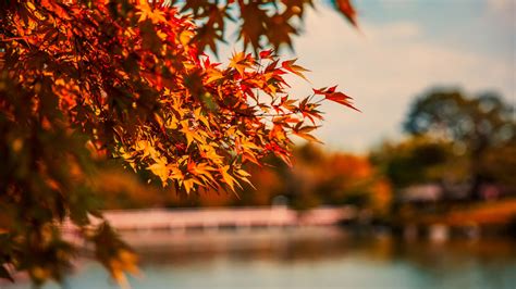 Maple Tree Autumn Lake 4k - 4k Wallpapers - 40.000+ ipad wallpapers 4k ...