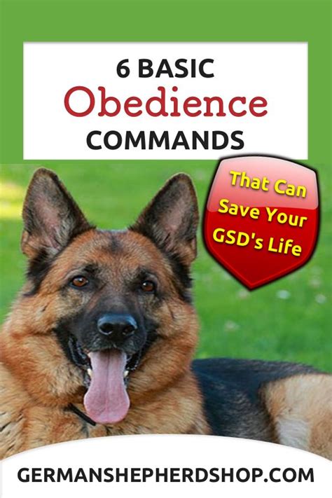 6 Basic Obedience Commands That Can Save Your German Shepherd's Life | German shepherd training ...