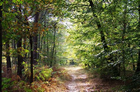 Fontainebleau Forest (Foret de Fontainebleau) - All You Need to Know ...