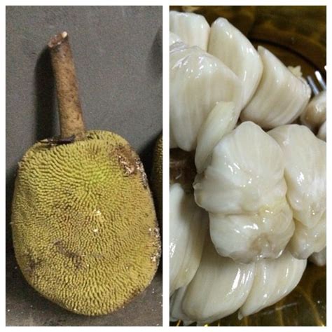 Locally known as 'Buah Terap'. Soft and sweet flesh. Fried the seed and ...