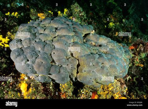 Bath Sponge (Spongia officinalis) in reef Stock Photo - Alamy