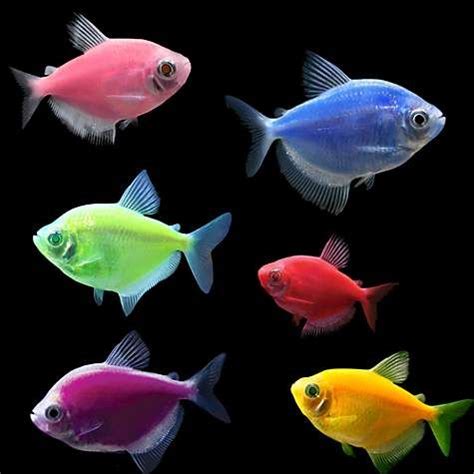 How many GloFish in a 10 Gallon Tank 🐠 (Stocking Guide) Tropical Freshwater Fish, Freshwater ...