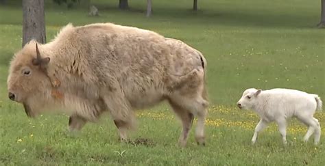 Turns Out That Rare White Bison Calf At Yellowstone Fulfilled An ...