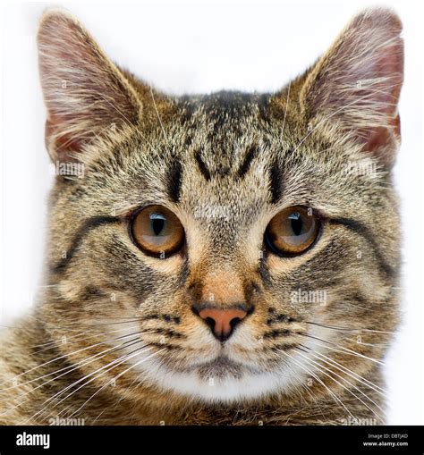 A closeup picture of a cat's face on a white background Stock Photo - Alamy