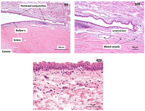 Pharmaceutics | Free Full-Text | Ex Vivo Conjunctival Retention and Transconjunctival Transport ...