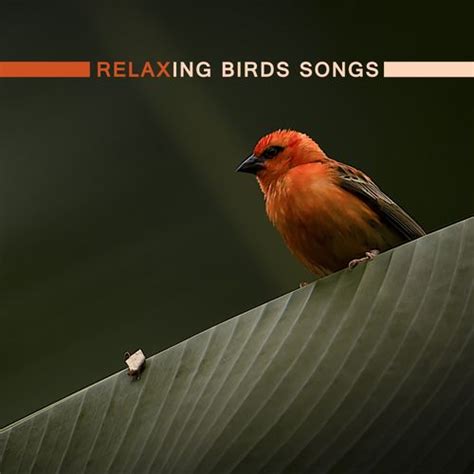 Relaxing Birds Songs – New Age, Full of Calming ... by Nature Sounds (1) : Napster