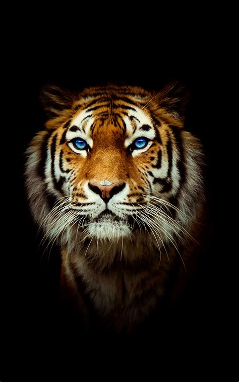 🔥 [50+] 4K HD Tiger Wallpapers | WallpaperSafari