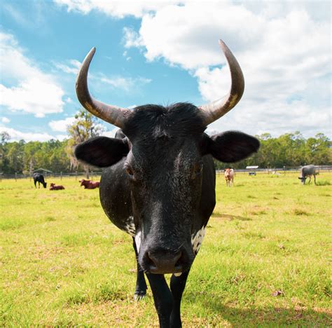 Florida Cracker Cattle Photos | Two Son Farm