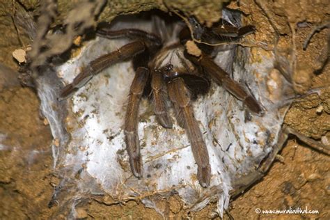 Tarantula in its habitat | www.muraliaithal.com | Murali Aithal | Flickr