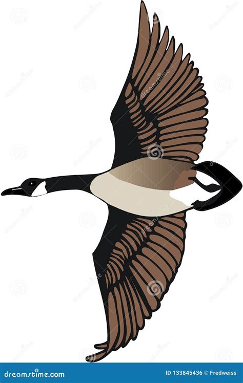 Canadian Goose Flying Illustration Stock Vector - Illustration of flying, water: 133845436