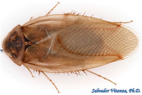 Blattodea-Corydiidae-Arenivaga-Sand Cockroaches (E) - Urban Programs ...