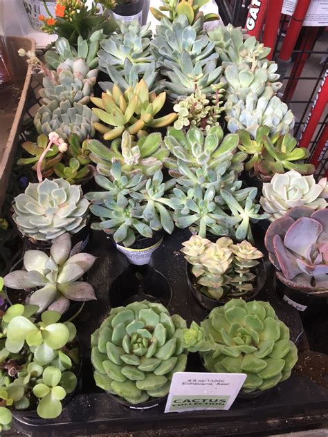 Succulents at the 2015 Indiana Flower and Patio Show [Backyard Neophyte Landscaping Blog]