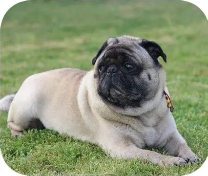 Difference Between Pug and Bulldog (with Comparison Chart) - Bio ...