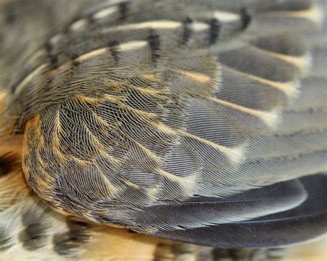 Many types of feathers make a bird - Naturally North Idaho