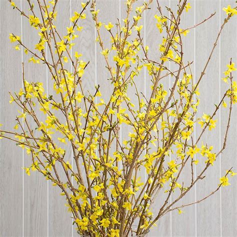 Forsythia Flowering Branches | White flower farm, Flower pot design, Forsythia