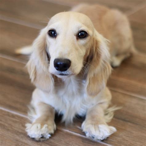 About English Cream Dachshunds | Crown Dachshunds