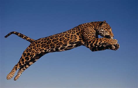 Leaping Jaguar | Jaguar animal, Rainforest animals, Animals wild