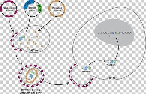 Lentivirus CRISPR Transduction Transfection Cas9 PNG, Clipart, Angle, Area, Art, Bench Press ...