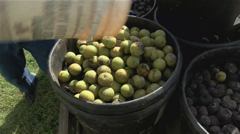 Black walnut harvesting season is almost here - YouTube