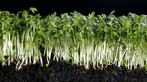 Cress | plant | Britannica.com