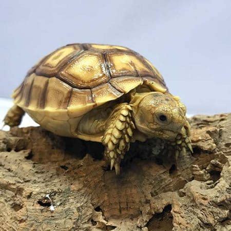 Sulcata Tortoise Substrate | what is the best substrate for a Sulcata tortoise