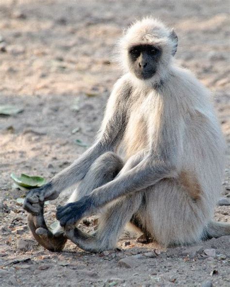 Gray o Hanuman Langur Touching His Feet | Monkey Facts and Information