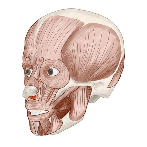 Depressor Septi Nasi Muscle: letting the air flow through your nose - Artomedics Studio