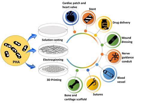 Polymers | Free Full-Text | Biomedical Applications of Polyhydroxyalkanoate in Tissue Engineering