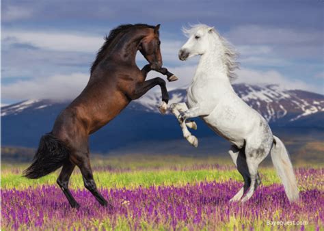 450 Best Native American Horse Names With Meanings