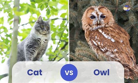 Cat vs Owl: Why Do Owls Attack Cats? Who Would Win?